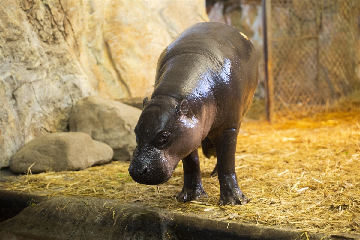 Cüce su aygırı "Lotta" ilk kez ziyaretçilerin karşısına çıktı