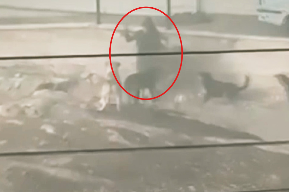 Ankara'da başıboş köpekler hamile kadına saldırdı