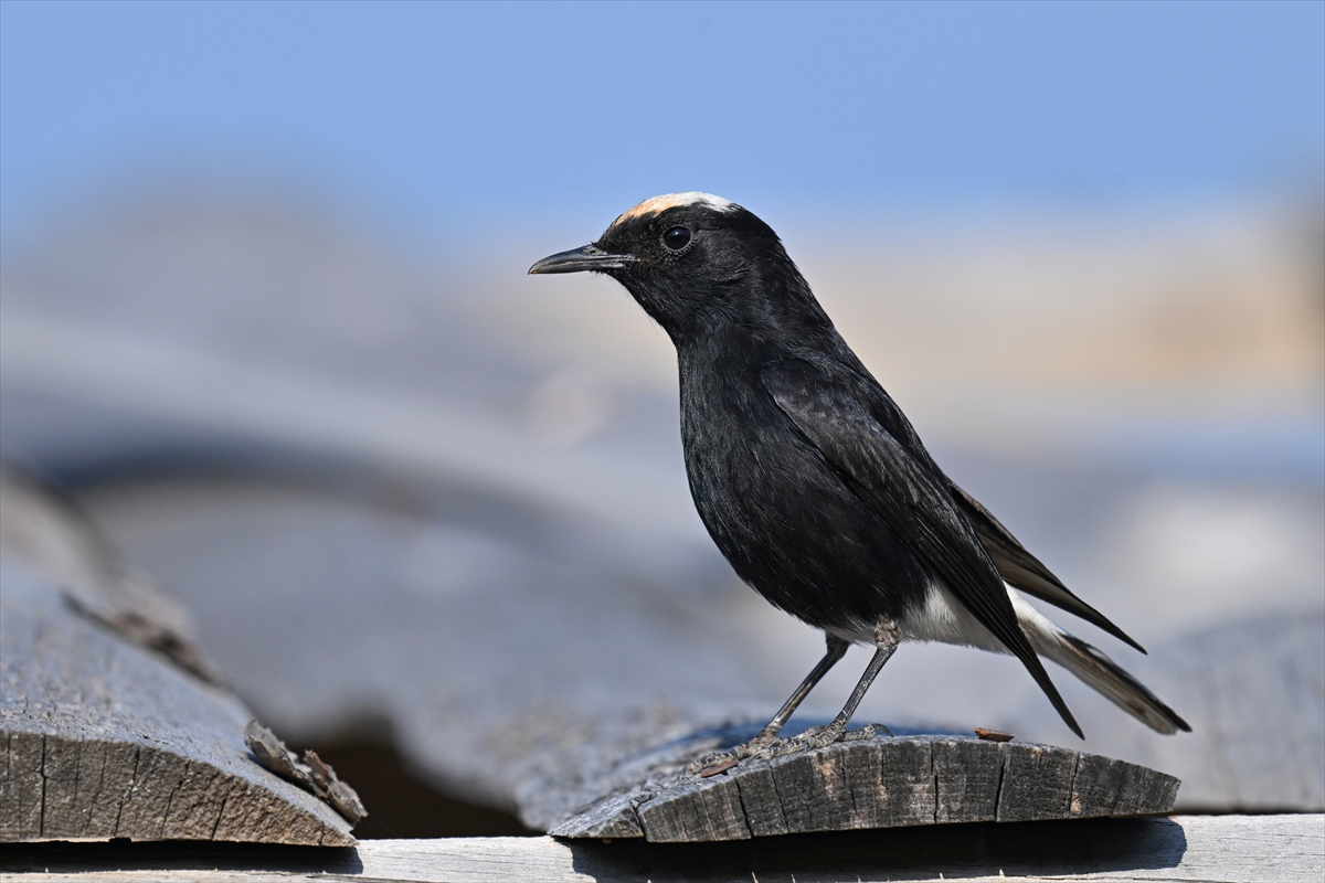 Samandağ'da görülen nadir kuş türü: Ak tepeli kuyrukkakan