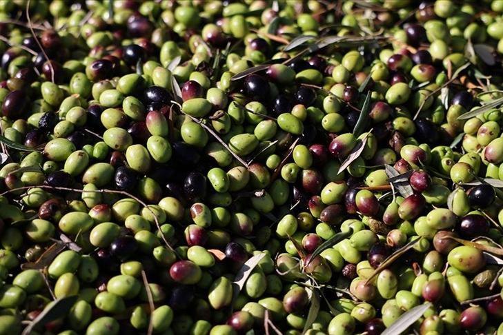 Türkiye 2024 yılında 60 milyon dolarlık zeytin ihraç etti