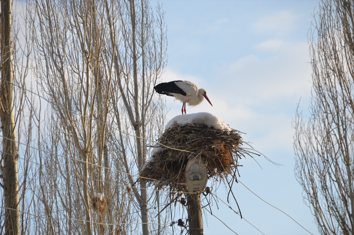 Yüksekova'da göç etmeyen leyleklere köylüler sahip çıkıyor