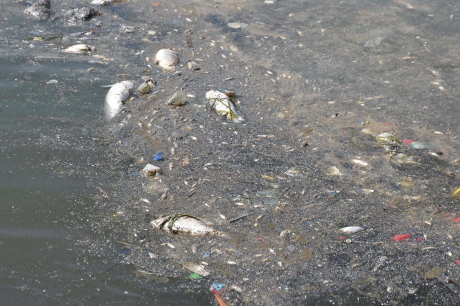 Başsavcılık harekete geçti: İzmir Körfezi'ndeki balık ölümlerine soruşturma