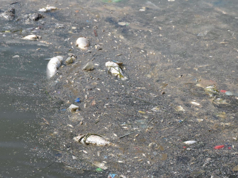 Başsavcılık harekete geçti: İzmir Körfezi'ndeki balık ölümlerine soruşturma